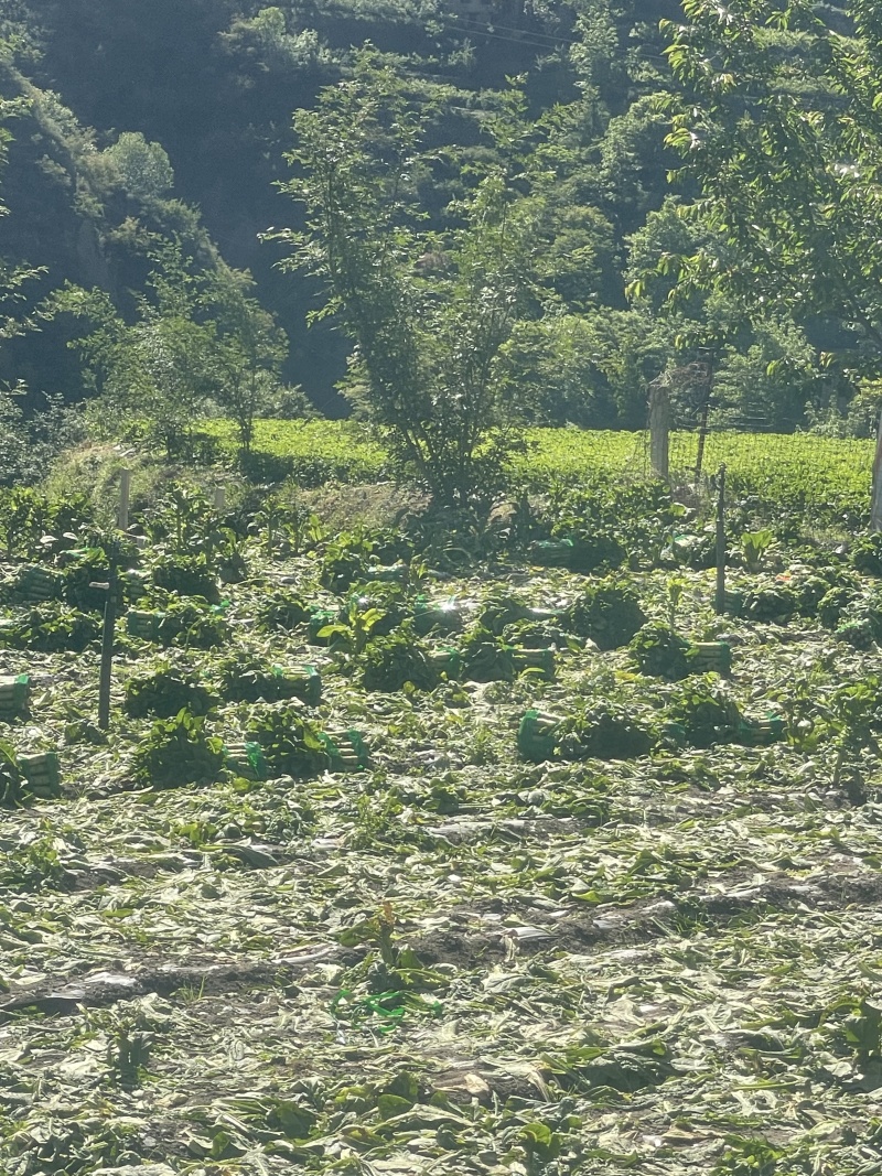 四川青皮莴笋莴苣自家基地种植一手货源条形好无空心