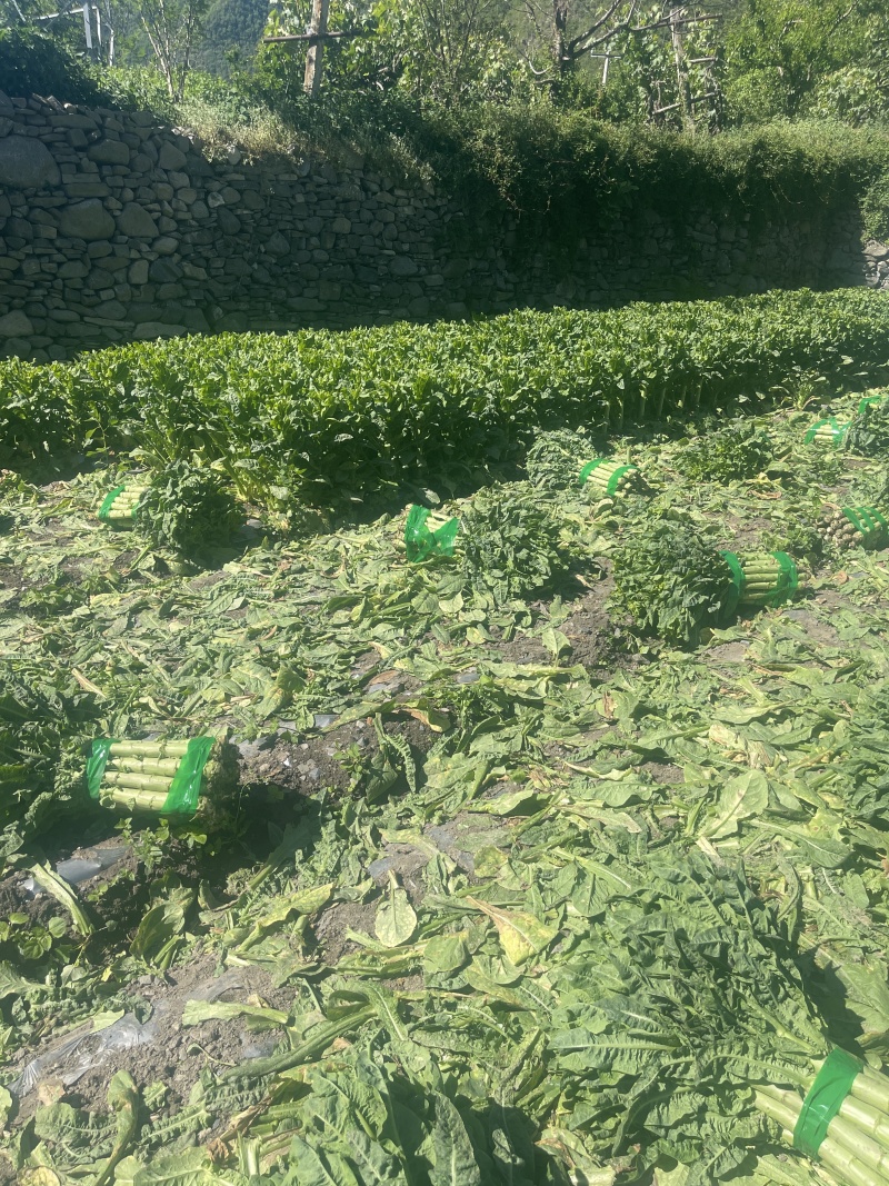 四川青皮莴笋莴苣自家基地种植一手货源条形好无空心
