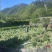 四川青皮莴笋莴苣自家基地种植一手货源条形好无空心