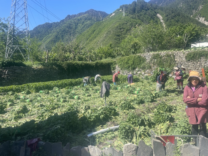 四川青皮莴笋莴苣自家基地种植一手货源条形好无空心