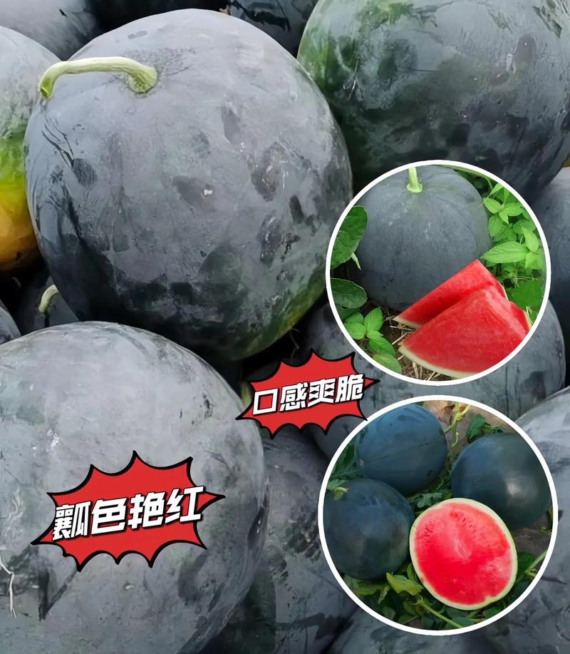 黑皮无籽西瓜/周口西瓜/无籽西瓜头茬瓜/包熟包甜全国发