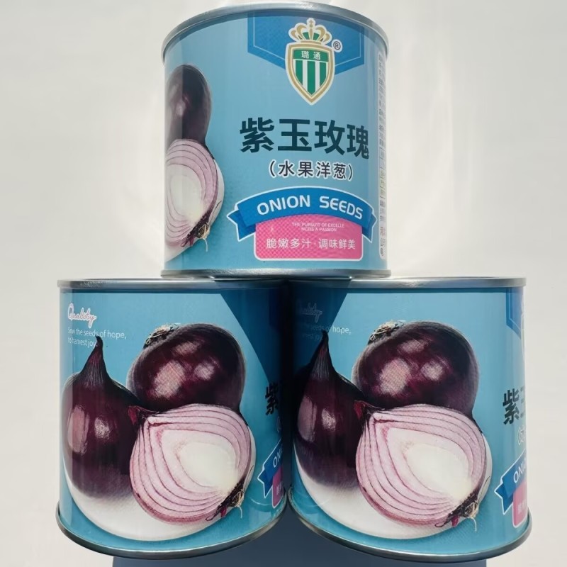 紫玉水果洋葱种子紫皮洋葱种子辣味少有甜味耐寒