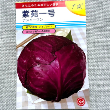 紫苑一号紫甘蓝种子叶片暗红色蜡粉中等叶球圆球紧实