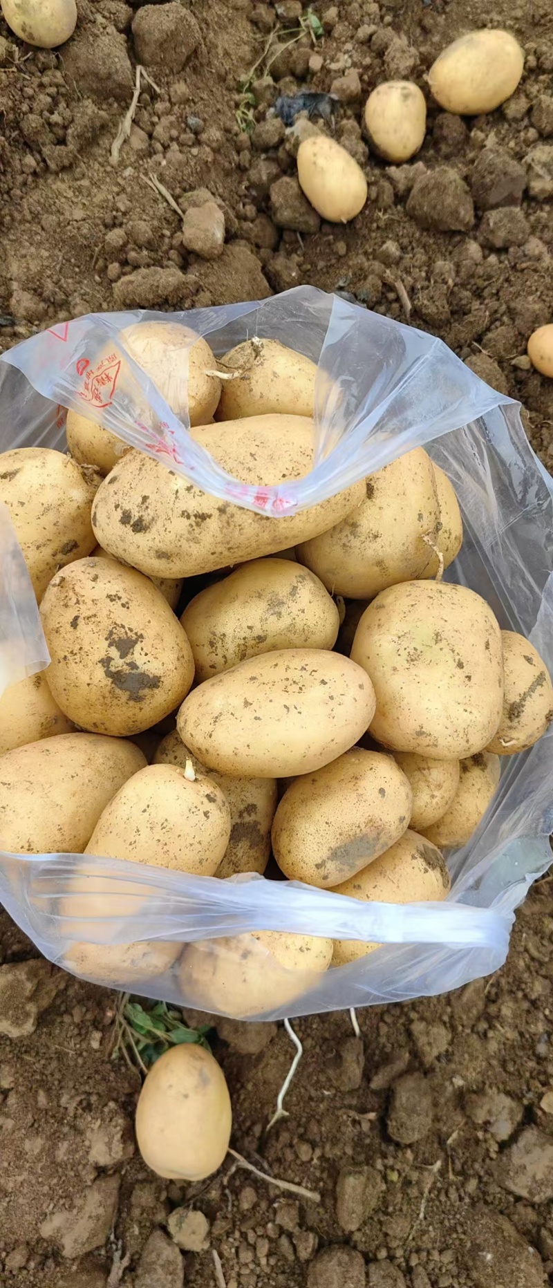 黄心土豆湖北土豆质量好价格低品质保障对接电商市场
