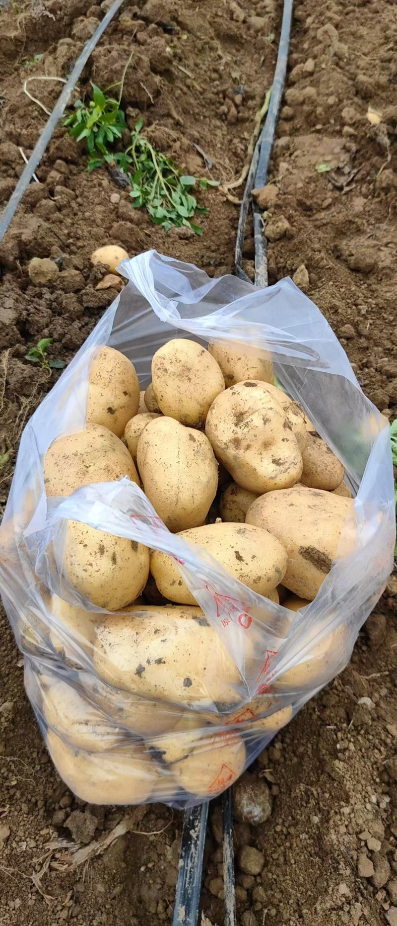 黄心土豆湖北土豆质量好价格低品质保障对接电商市场