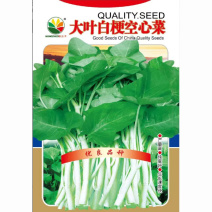大叶白梗空心菜种子耐高温耐湿基地品种多茬采收