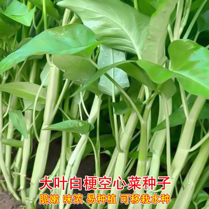 大叶白梗空心菜种子耐高温耐湿基地品种多茬采收