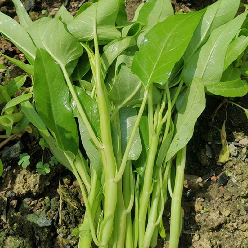 大叶白梗空心菜种子耐高温耐湿基地品种多茬采收