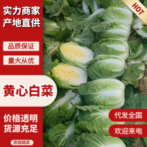 黄心白菜湖北白菜产地直发量大优惠对接全国市场等