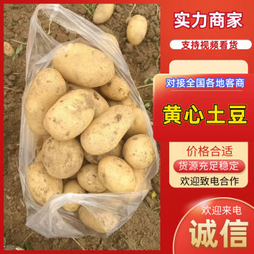 黄心土豆湖北土豆质量好价格低品质保障对接电商市场