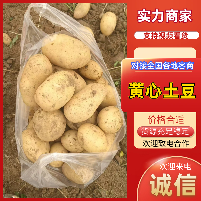 黄心土豆湖北土豆质量好价格低品质保障对接电商市场