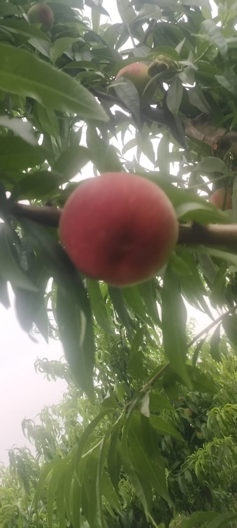 突围毛桃