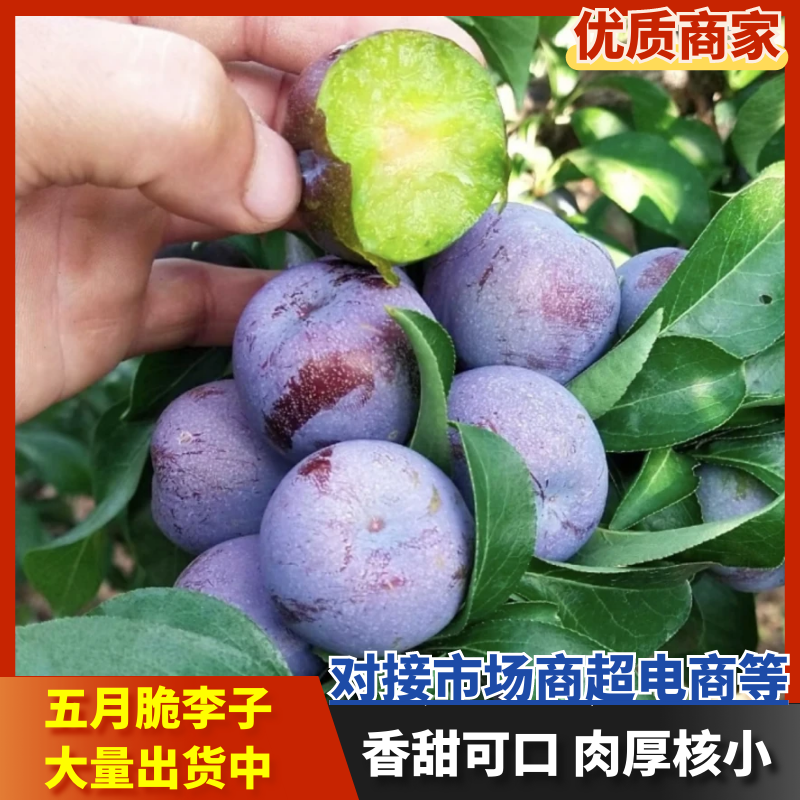 会理五月脆李子，五月脆凤凰李产地供应量大从优欢迎咨询