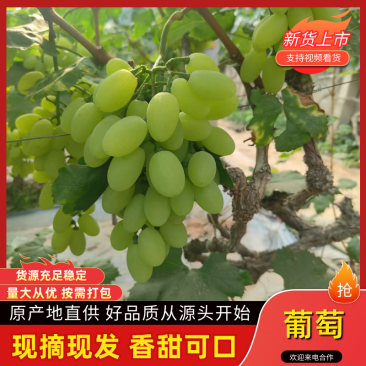 维多利亚葡萄葡萄大量供应产地直发欢迎来电咨询