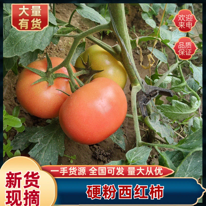 硬粉西红柿万亩基地直发全国发货一手货源支持视频看货