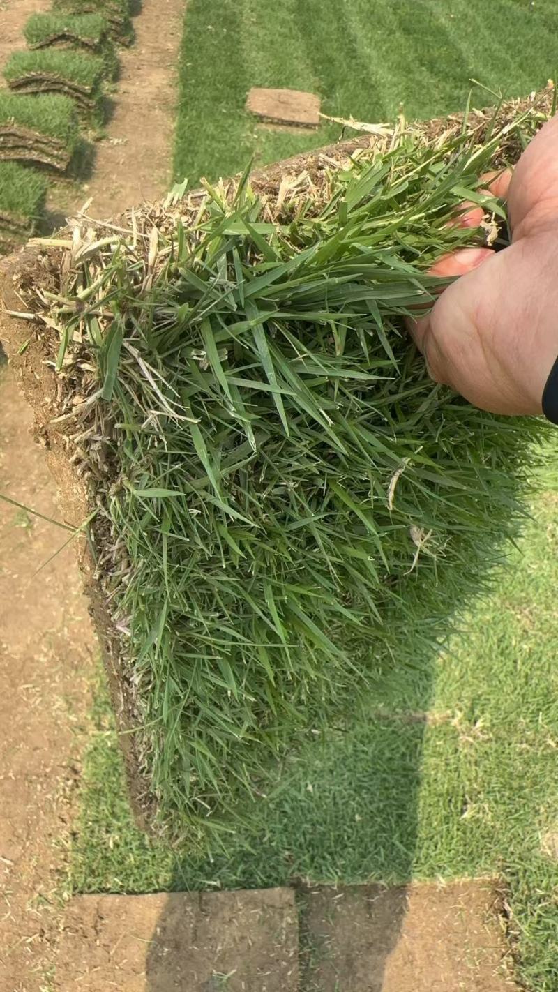 中华结缕草兰引三号现挖现发一手货源欢迎咨询