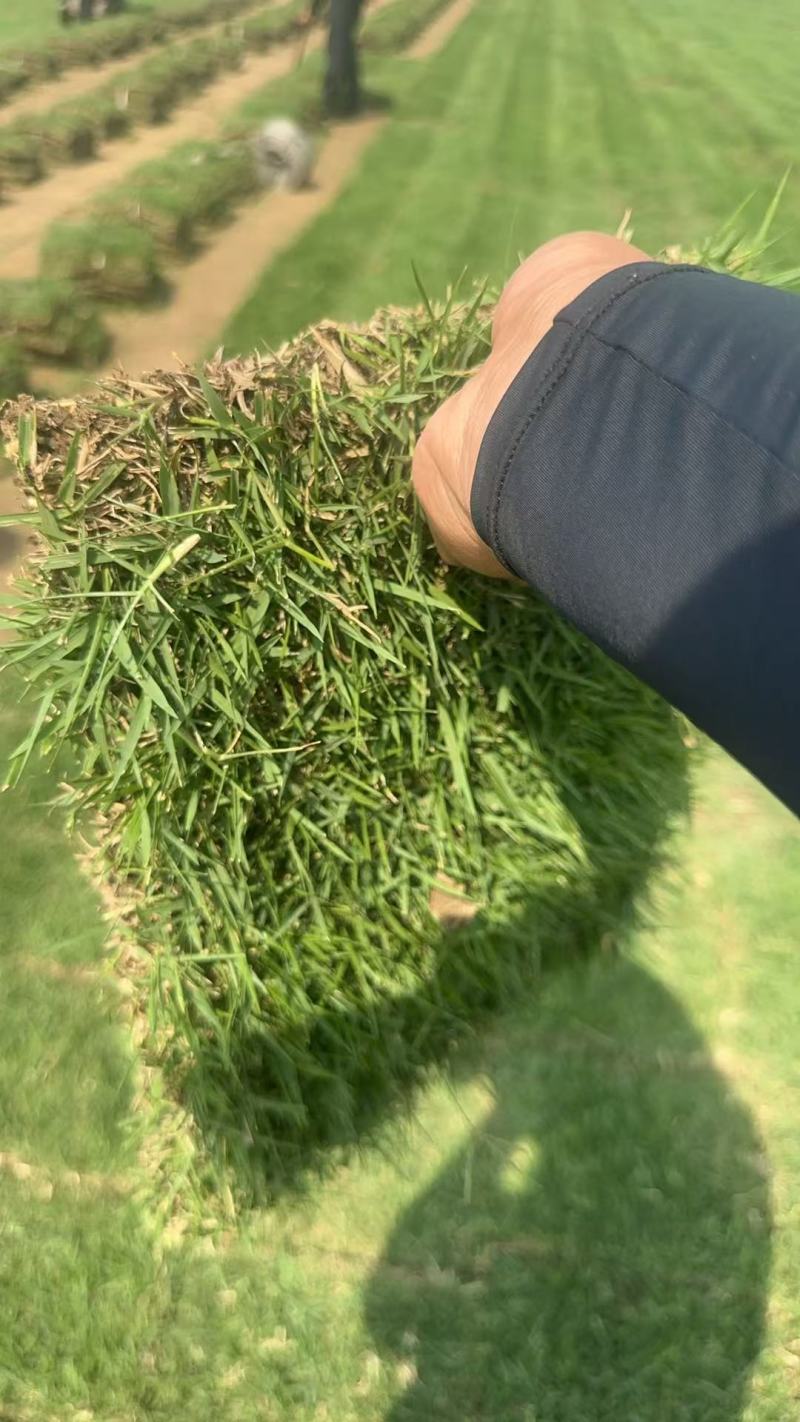 中华结缕草兰引三号现挖现发一手货源欢迎咨询