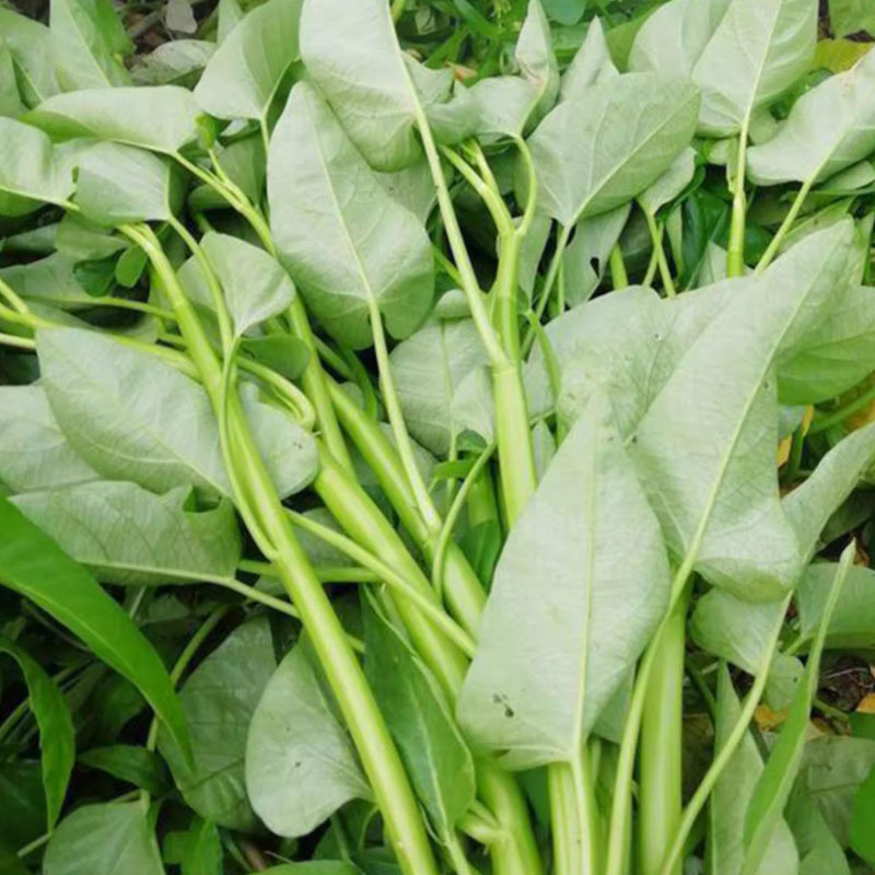 大叶空心菜种子空心绿杆耐高温夏耐寒抗热水培易种蔬菜种子