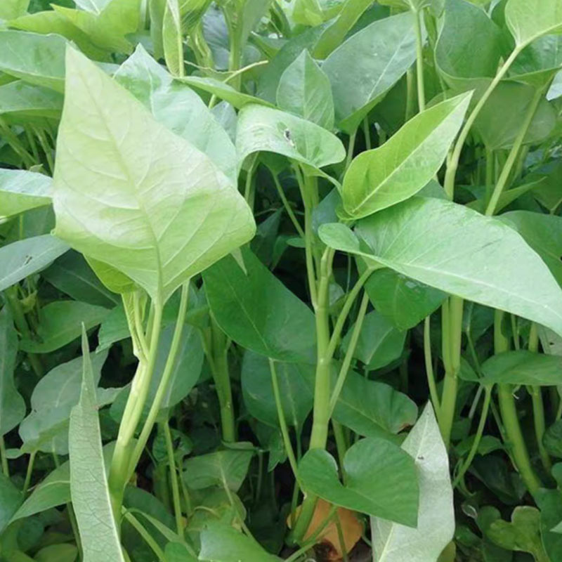 大叶空心菜种子空心绿杆耐高温夏耐寒抗热水培易种蔬菜种子