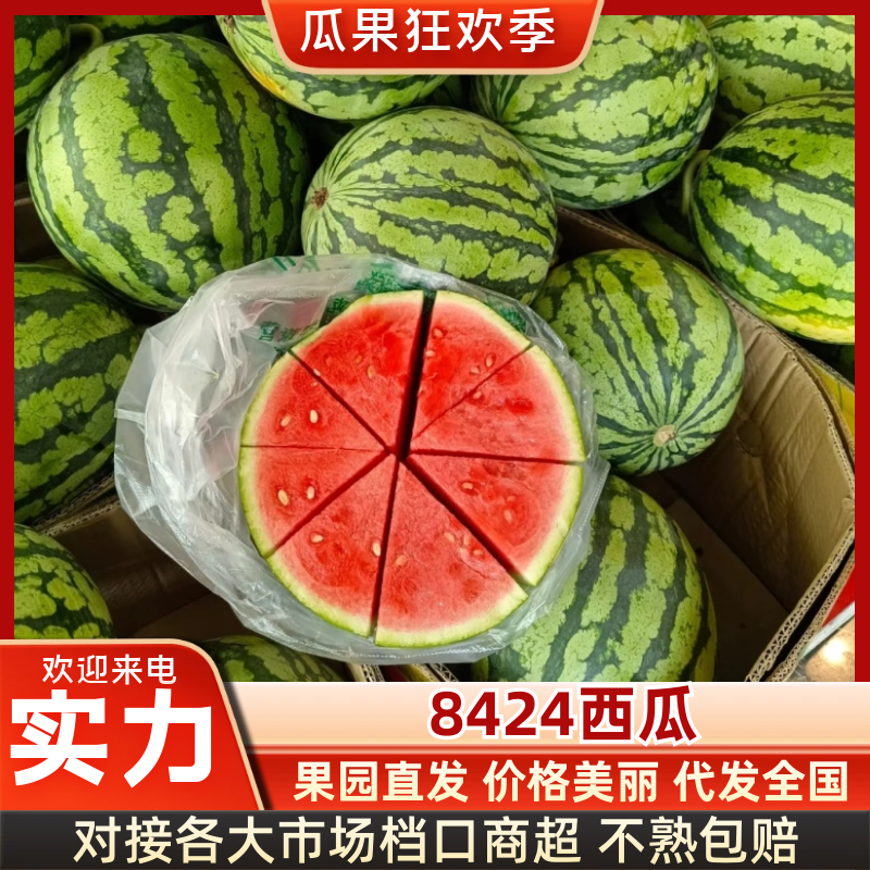 (实力)湖北8424西瓜大量现货供应！一手货源产地直供量