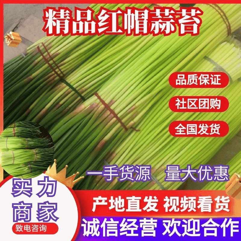 红帽蒜苔大量上市，一手货源，产地直发品质保证对接商超电商