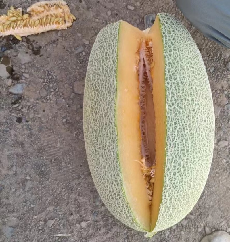 西洲蜜瓜哈密瓜产地直销量大质优价格优惠一手货源