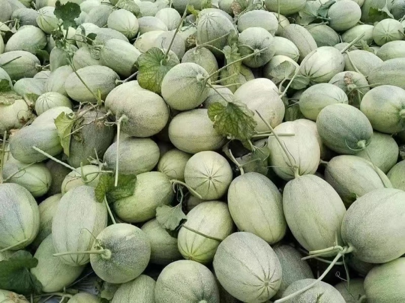 西洲蜜瓜哈密瓜产地直销量大质优价格优惠一手货源