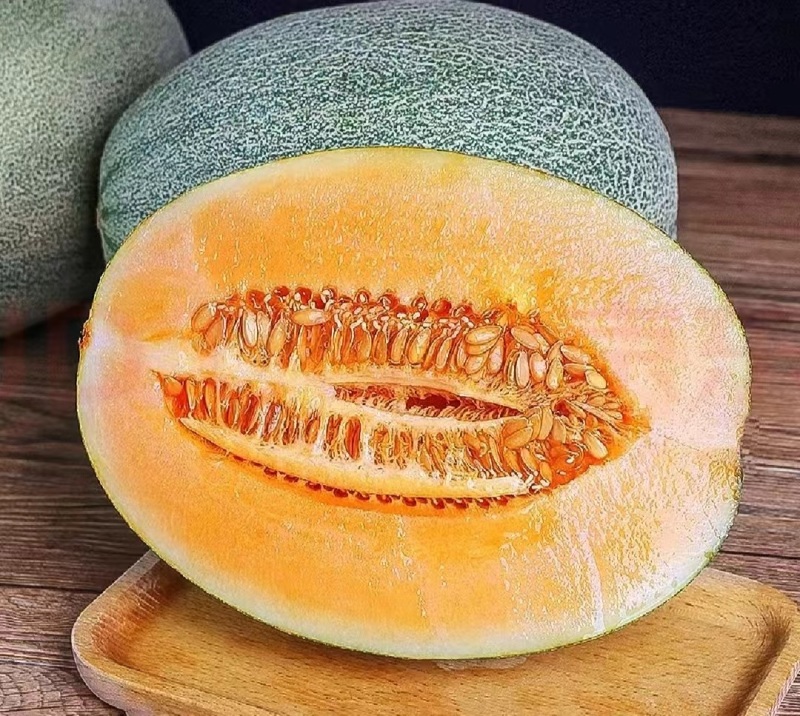 西洲蜜瓜哈密瓜产地直销量大质优价格优惠一手货源