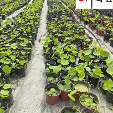 成都荷花基地直销出售荷花杯苗盆苗规格多量大价优