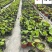 成都荷花基地直销出售荷花杯苗盆苗规格多量大价优