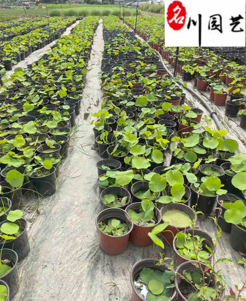 成都荷花基地直销出售荷花杯苗盆苗规格多量大价优