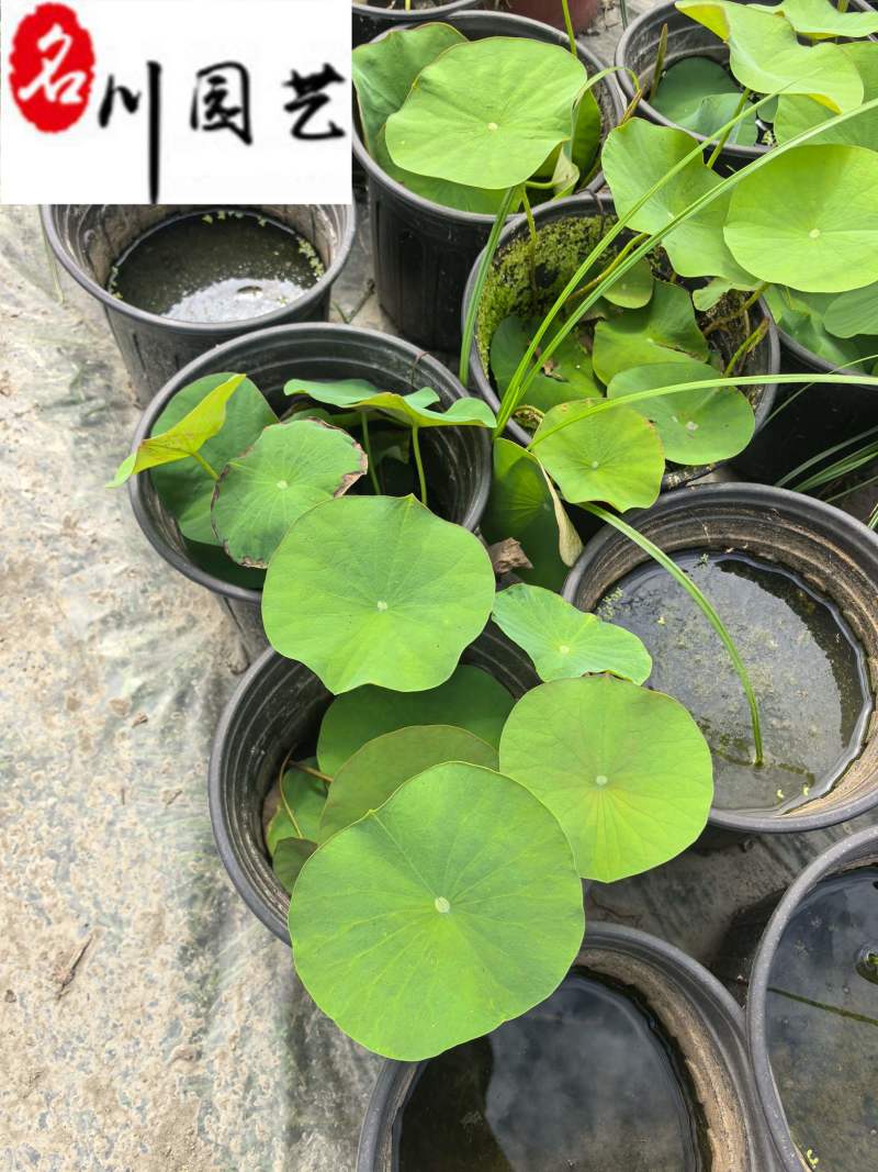 成都荷花基地直销出售荷花杯苗盆苗规格多量大价优