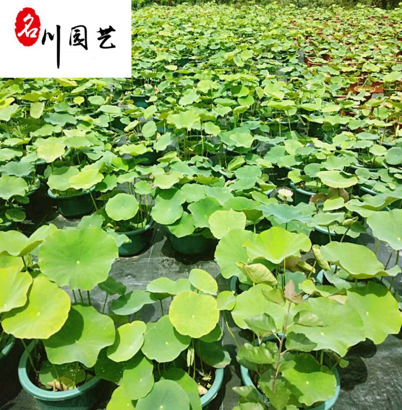 成都荷花基地直销出售荷花杯苗盆苗规格多量大价优