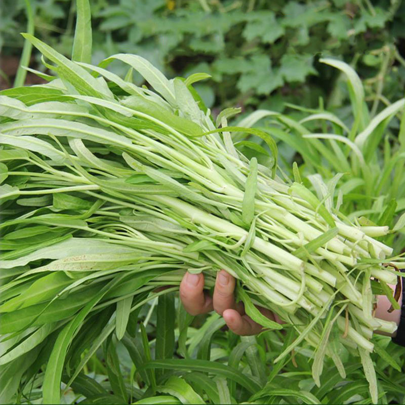 白梗柳叶空心菜种子白骨通心菜南北方种植大田基地