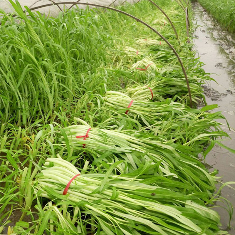 白梗柳叶空心菜种子白骨通心菜南北方种植大田基地