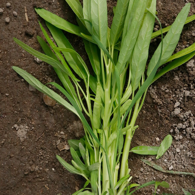 白梗柳叶空心菜种子白骨通心菜南北方种植大田基地