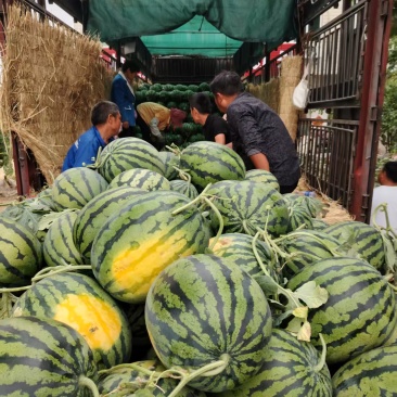 安徽精品美都西瓜
