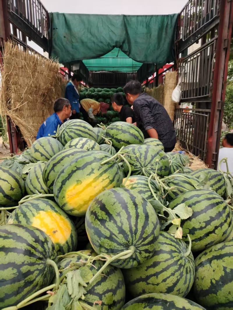 安徽精品美都西瓜