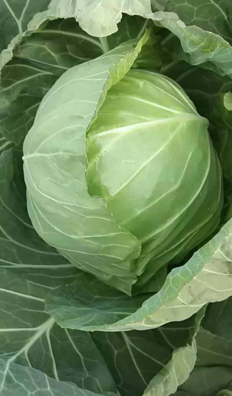当季现货甘蓝产地直发价格实惠量大价优欢迎电联