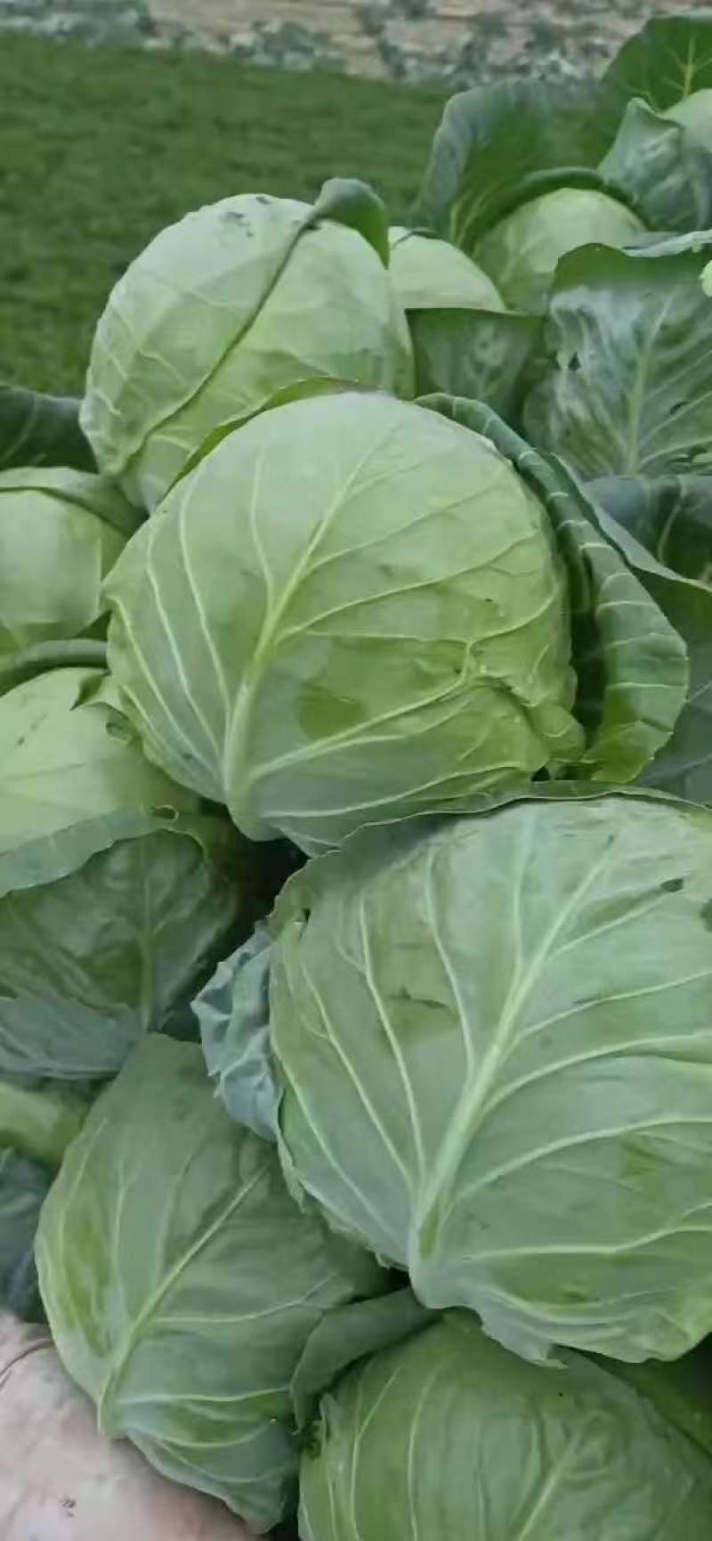 当季现货甘蓝产地直发价格实惠量大价优欢迎电联