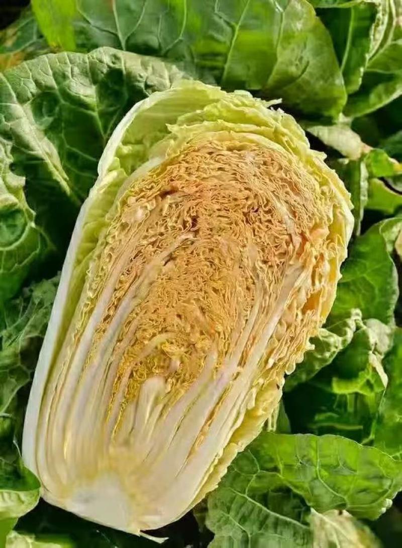 精选白菜黄心白菜大白菜价格实惠全国发货欢迎联系