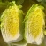 精选白菜黄心白菜大白菜价格实惠全国发货欢迎联系