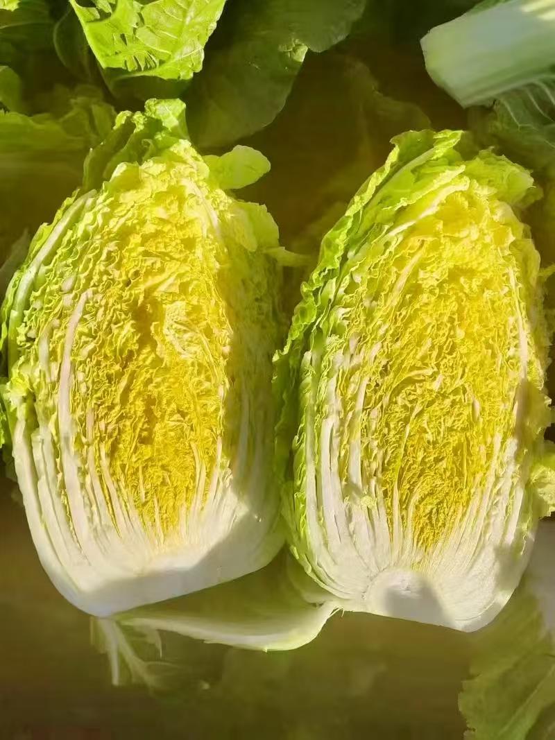 精选白菜黄心白菜大白菜价格实惠全国发货欢迎联系
