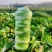 精选白菜黄心白菜大白菜价格实惠全国发货欢迎联系