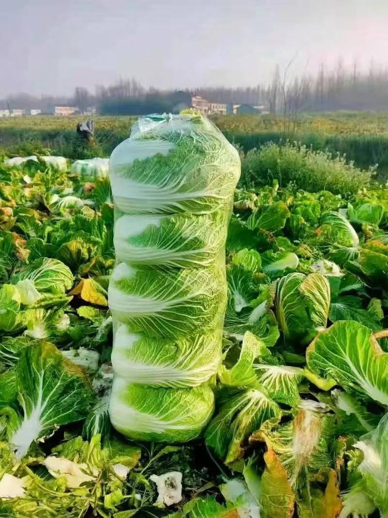 精选白菜黄心白菜大白菜价格实惠全国发货欢迎联系