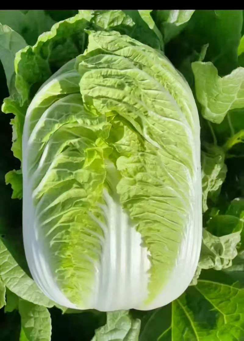 精选白菜黄心白菜大白菜价格实惠全国发货欢迎联系