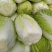 精选白菜黄心白菜大白菜价格实惠全国发货欢迎联系