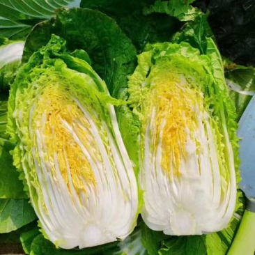 精选白菜黄心白菜大白菜价格实惠全国发货欢迎联系
