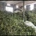 甘肃正宗淫羊藿卖相好常年有货各种规格现场看货品质保证