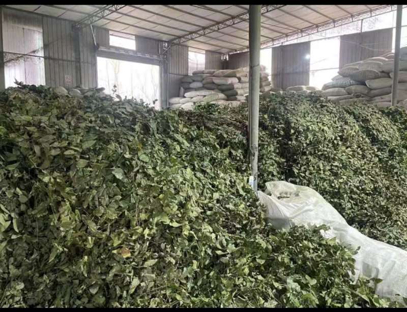 甘肃正宗淫羊藿卖相好常年有货各种规格现场看货品质保证